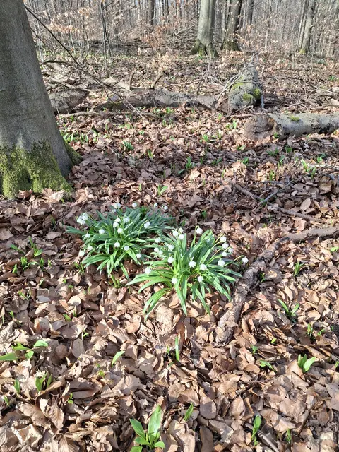 Frühling im Deister Märzenbecher | Foto: Winfried Gehrke