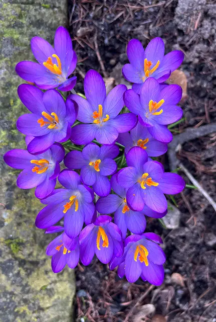Krokusse in einem Vorgarten