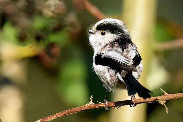 Foto: Copyright Andreas Schäfer