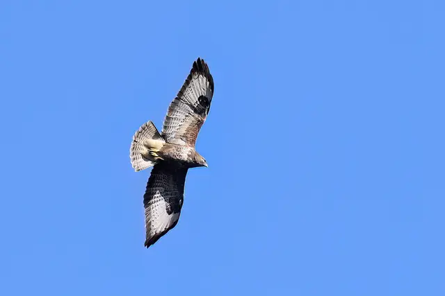 Foto: Copyright Andreas Schäfer