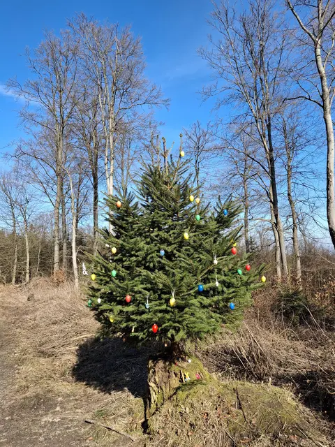 Osterbaum im Deister Kreuzung Klagesbornweg - Neuer Weg  | Foto: Winfried Gehrke