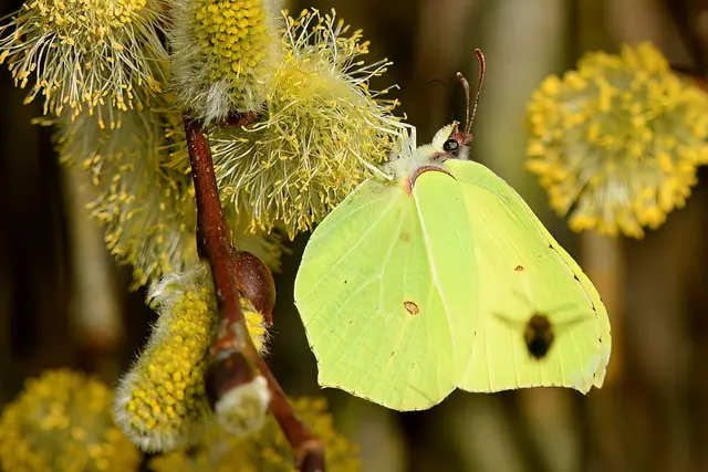 Zitronenfalter | Foto: Copyright Andreas Schäfer