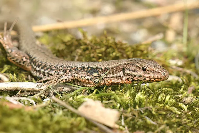 Foto: Copyright Andreas Schäfer