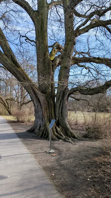 Flatter-Ulme im Treptower Park