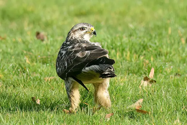 Foto: Copyright Andreas Schäfer