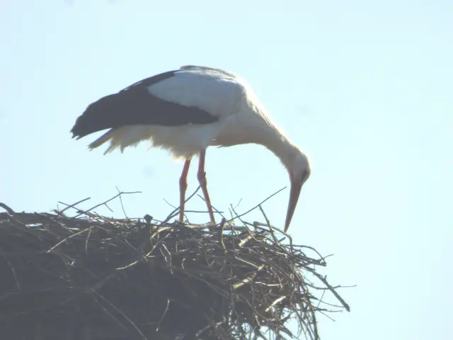 Hier wird das Nest aufbereitet
