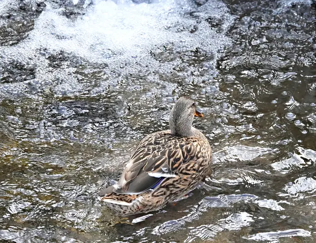 Unten am Weiher beginnt der Aufstieg ins Erlebnisbad