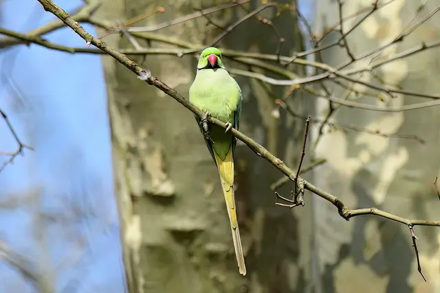 Foto: Copyright Andreas Schäfer