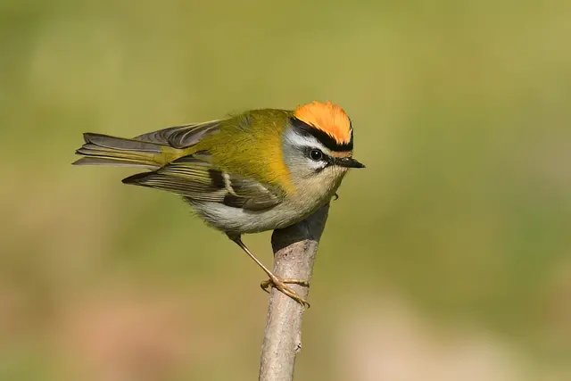 Foto: Copyright Andreas Schäfer