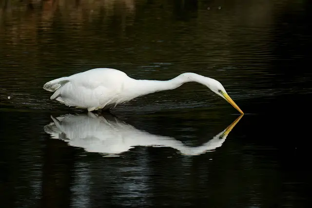 Foto: Copyright Andreas Schäfer