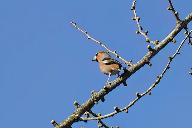 Foto: Copyright Andreas Schäfer