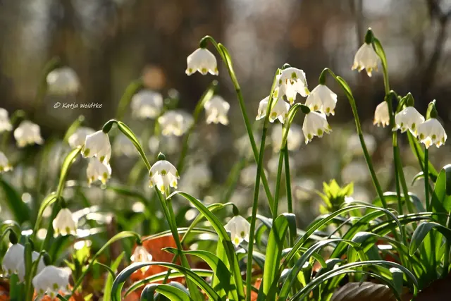Naturparadiese in Niedersachsen (Foto: Katja Woidtke)

Märzenbecherblüte auf dem Schweineberg bei Hameln | Foto: Katja Woidtke