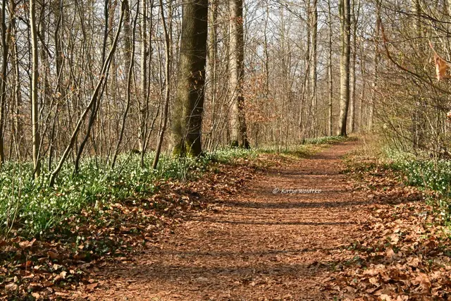 Naturparadiese in Niedersachsen (Foto: Katja Woidtke)

Märzenbecherblüte auf dem Schweineberg bei Hameln | Foto: Katja Woidtke
