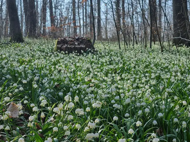Naturparadiese in Niedersachsen (Foto: Katja Woidtke)

Märzenbecherblüte auf dem Schweineberg bei Hameln | Foto: Katja Woidtke