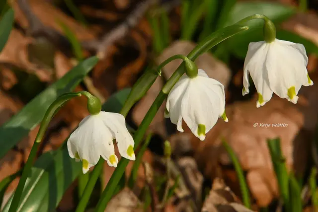 Naturparadiese in Niedersachsen (Foto: Katja Woidtke)

Märzenbecherblüte auf dem Schweineberg bei Hameln | Foto: Katja Woidtke