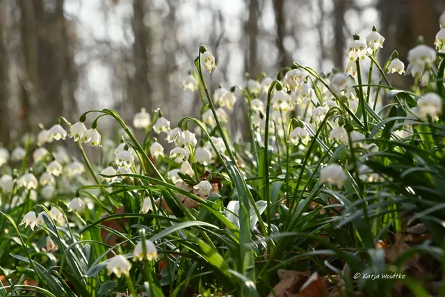 Naturparadiese in Niedersachsen (Foto: Katja Woidtke)

Märzenbecherblüte auf dem Schweineberg bei Hameln | Foto: Katja Woidtke