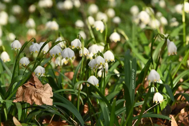 Naturparadiese in Niedersachsen (Foto: Katja Woidtke)

Märzenbecherblüte auf dem Schweineberg bei Hameln | Foto: Katja Woidtke