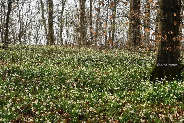 Naturparadiese in Niedersachsen (Foto: Katja Woidtke)

Märzenbecherblüte auf dem Schweineberg bei Hameln | Foto: Katja Woidtke