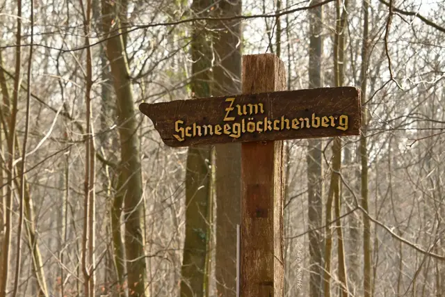 Naturparadiese in Niedersachsen (Foto: Katja Woidtke)

Märzenbecherblüte auf dem Schweineberg bei Hameln | Foto: Katja Woidtke