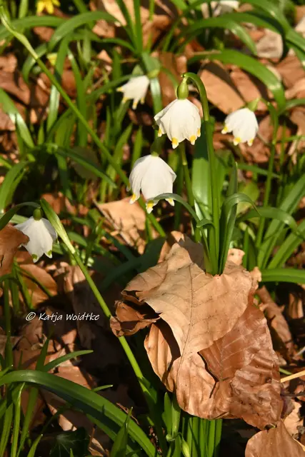 Naturparadiese in Niedersachsen (Foto: Katja Woidtke)

Märzenbecherblüte auf dem Schweineberg bei Hameln | Foto: Katja Woidtke