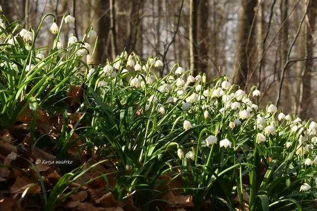 Naturparadiese in Niedersachsen (Foto: Katja Woidtke)

Märzenbecherblüte auf dem Schweineberg bei Hameln | Foto: Katja Woidtke