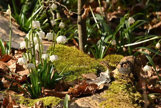 Naturparadiese in Niedersachsen (Foto: Katja Woidtke)

Märzenbecherblüte auf dem Schweineberg bei Hameln | Foto: Katja Woidtke