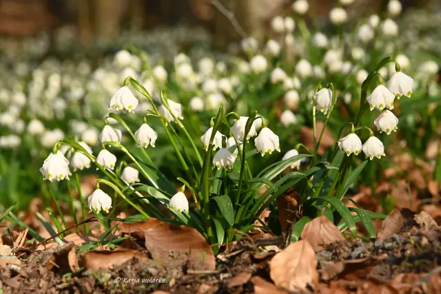 Naturparadiese in Niedersachsen (Foto: Katja Woidtke)

Märzenbecherblüte auf dem Schweineberg bei Hameln | Foto: Katja Woidtke