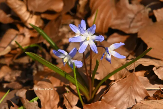 Naturparadiese in Niedersachsen (Foto: Katja Woidtke)

Märzenbecherblüte auf dem Schweineberg bei Hameln - Scilla | Foto: Katja Woidtke