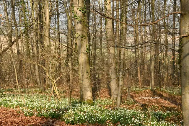 Naturparadiese in Niedersachsen (Foto: Katja Woidtke)

Märzenbecherblüte auf dem Schweineberg bei Hameln | Foto: Katja Woidtke