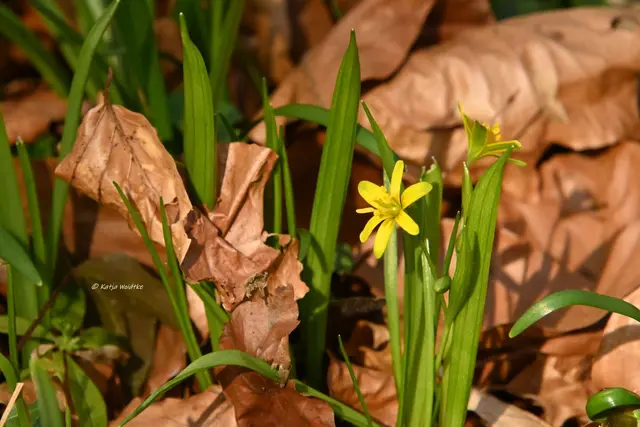 Naturparadiese in Niedersachsen (Foto: Katja Woidtke)

Märzenbecherblüte auf dem Schweineberg bei Hameln - Gelbstern | Foto: Katja Woidtke