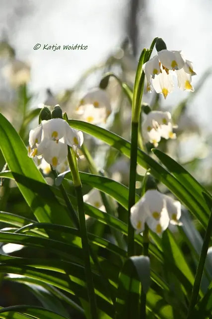 Naturparadiese in Niedersachsen (Foto: Katja Woidtke)

Märzenbecherblüte auf dem Schweineberg bei Hameln | Foto: Katja Woidtke