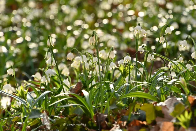 Naturparadiese in Niedersachsen (Foto: Katja Woidtke)

Märzenbecherblüte auf dem Schweineberg bei Hameln | Foto: Katja Woidtke