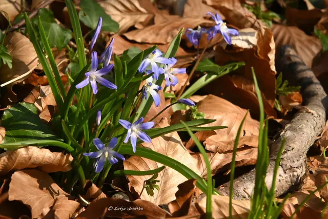 Naturparadiese in Niedersachsen (Foto: Katja Woidtke)

Märzenbecherblüte auf dem Schweineberg bei Hameln - Scilla | Foto: Katja Woidtke
