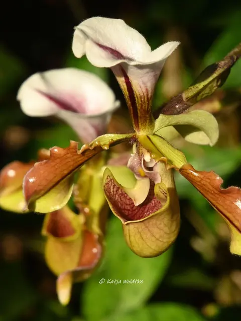Berggarten Herrenhausen (Foto: Katja Woidtke)

Zauber der Orchideen | Foto: Katja Woidtke