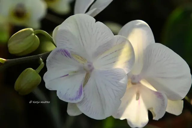 Berggarten Herrenhausen (Foto: Katja Woidtke)

Zauber der Orchideen | Foto: Katja Woidtke