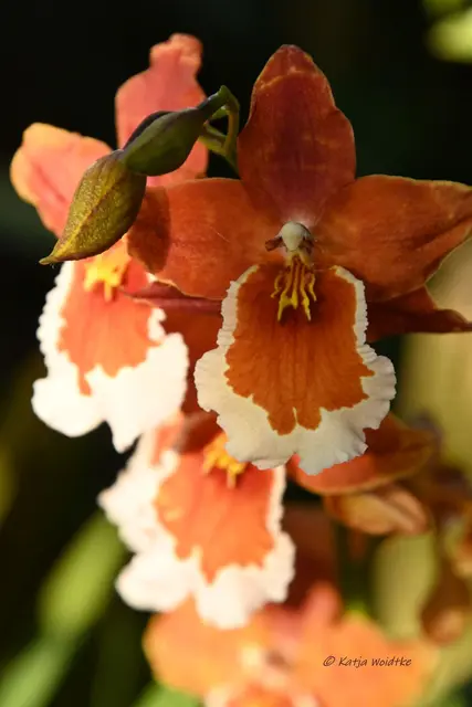 Berggarten Herrenhausen (Foto: Katja Woidtke)

Zauber der Orchideen | Foto: Katja Woidtke