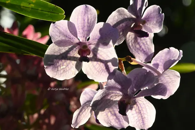 Berggarten Herrenhausen (Foto: Katja Woidtke)

Zauber der Orchideen | Foto: Katja Woidtke