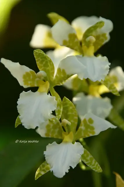 Berggarten Herrenhausen (Foto: Katja Woidtke)

Zauber der Orchideen | Foto: Katja Woidtke
