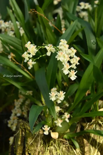 Berggarten Herrenhausen (Foto: Katja Woidtke)

Zauber der Orchideen | Foto: Katja Woidtke