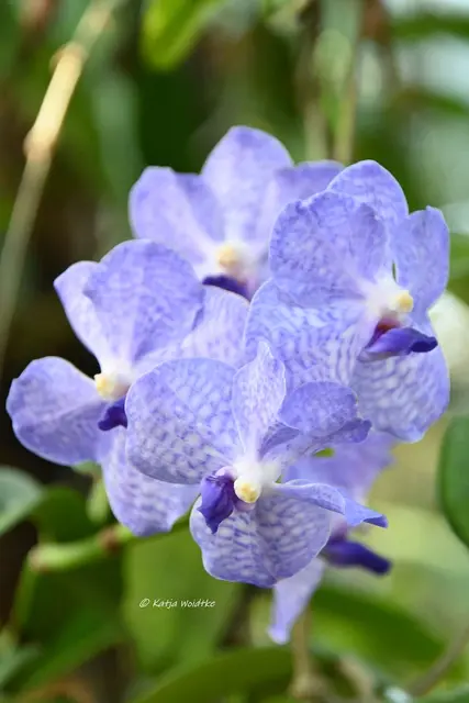 Berggarten Herrenhausen (Foto: Katja Woidtke)

Zauber der Orchideen | Foto: Katja Woidtke