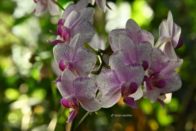 Berggarten Herrenhausen (Foto: Katja Woidtke)

Zauber der Orchideen | Foto: Katja Woidtke