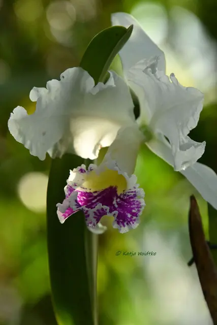 Berggarten Herrenhausen (Foto: Katja Woidtke)

Zauber der Orchideen | Foto: Katja Woidtke