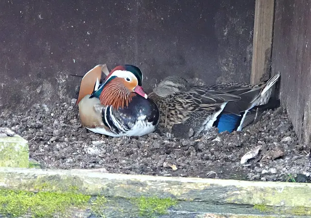 Seit heute hat die Stockente wieder ihren gewohnten Brutplatz eingenommen