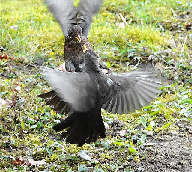 Was hätte das für eine Fotoserie werden können ...