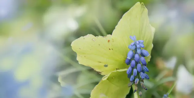 Traubenhyazinthe (Muscari) vor welker Christrose (Helleborus niger) 