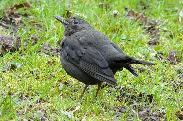Amseln begegnen dem Fotografen ehr neugierig als ängstlich