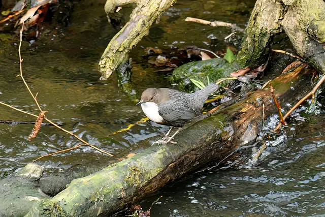 Foto: Copyright Andreas Schäfer