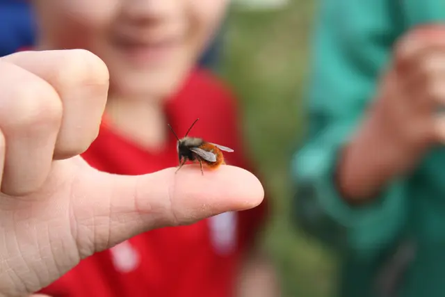 Alles dreht sich um die Wildbienen | Foto: Bianca Brandner