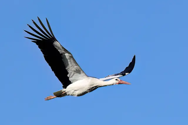 Foto: Copyright Andreas Schäfer