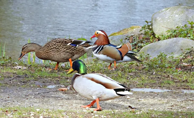 Die Patchworkfamilie auf Futtersuche